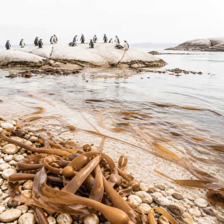 Kelp forests, penguin colonies and cold Atlantic water: the ocean experiences most Cape Town visitors miss